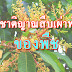 สัญชาติญาณสืบเผ่าพันธุ์ของพืช