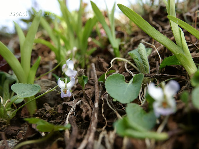 Viola hondoensis