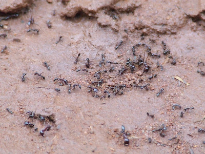 These big black ants have big