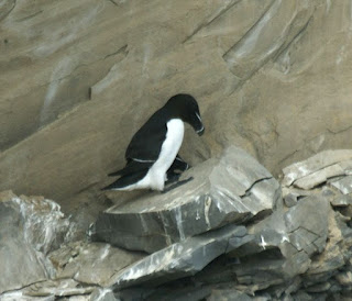 Petit pingouin - Pingouin torda - Alca torda 