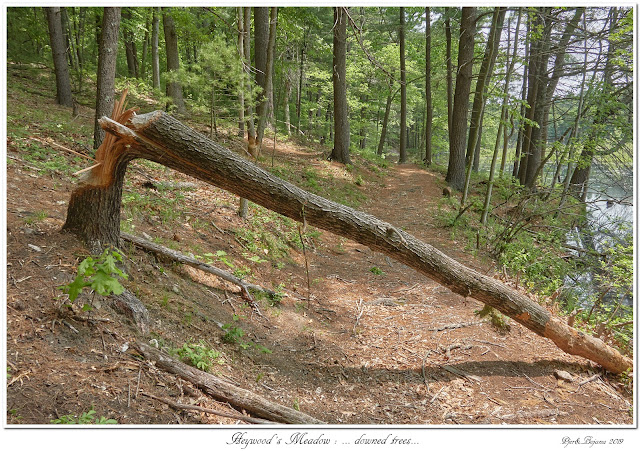 Heywood's Meadow: ... downed trees...