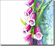 foxglove