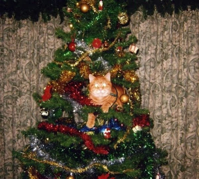 Cats on Christmas Tree Seen On lolpicturegallery.blogspot.com