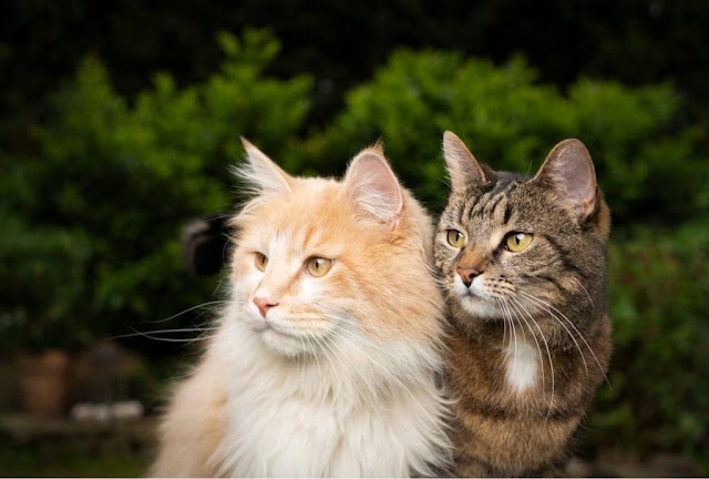 The 10 Most Famous Cat Breeds