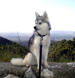 Alaskan Klee Kai United States Dog
