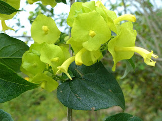 Chapeau chinois jaune  - Coupe et saucière - Fleur parasol - Holmskioldia sanguinea