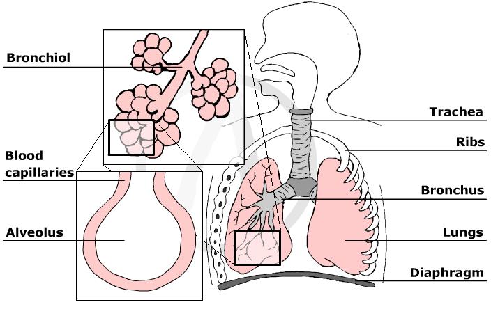 myScience Class: The Human Respiratory System