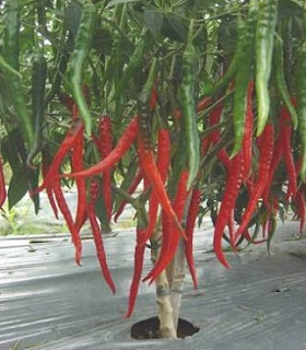 cara menanam cabe merah hidroponik,cara menanam cabe merah besar di polybag,Cara menanam cabe merah dari biji,cara menanam cabe merah keriting,cara menanam cabe merah organik,