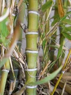 bambu dorado o Phyllostachys aurea