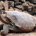 100-year-old playboy tortoise retires after having so much sex to saved his entire species