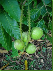 Fidji Longan (2)