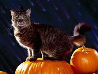 Witches Cat Killer Halloween Wallpaper