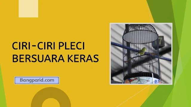 CIRI-CIRI PLECI BERSUARA KERAS