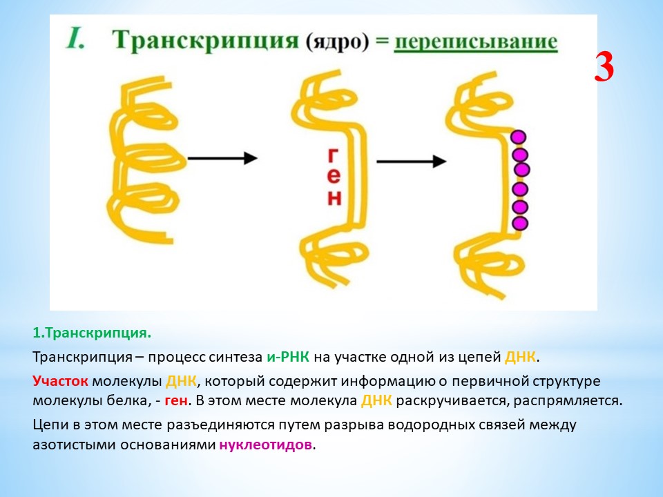 Белки задания егэ биология