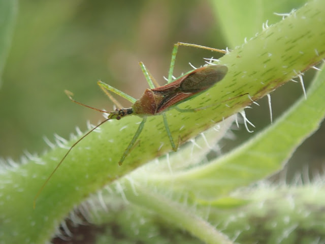 Zelus renardii