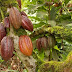 Daños causados por el huracán Fiona a las plantaciones de cacao