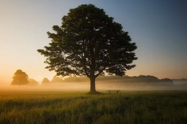 ¿Deberíamos preocuparnos por la influencia de los robles en la calidad del aire y repensar nuestras decisiones de plantación de árboles en un mundo en calentamiento global?