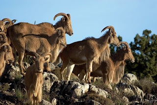 imagen de cabras montes