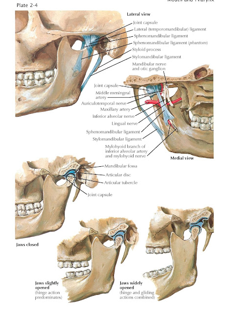 Temporomandibular Joint