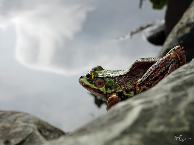 Frog By Lake Photo