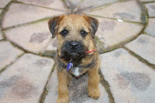 Border Terrier Puppy Pictures