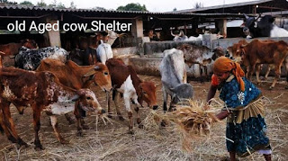 Contribute to old age home for cow