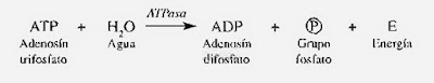 Adenosín trifosfato (ATP)