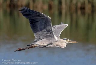 Grey Heron in Flight 4 / 4 : Woodbridge Island, Cape Town