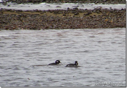 Buffleheads in boat launch