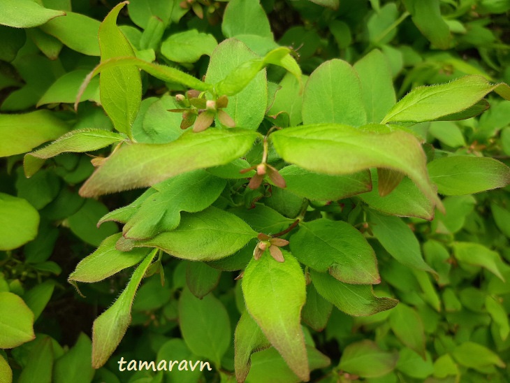 Абелия корейская / Забелия двуцветковая разновидность корейская (Abelia coreana, =Zabelia biflora var. coreana)