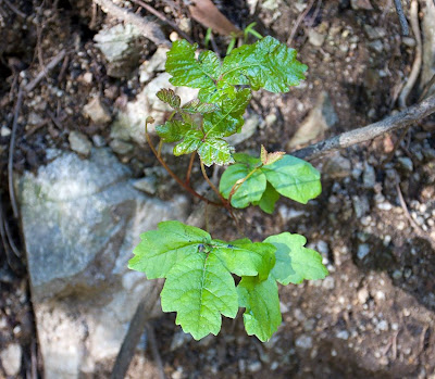 poison oak rash photos. poison oak rash treatment.