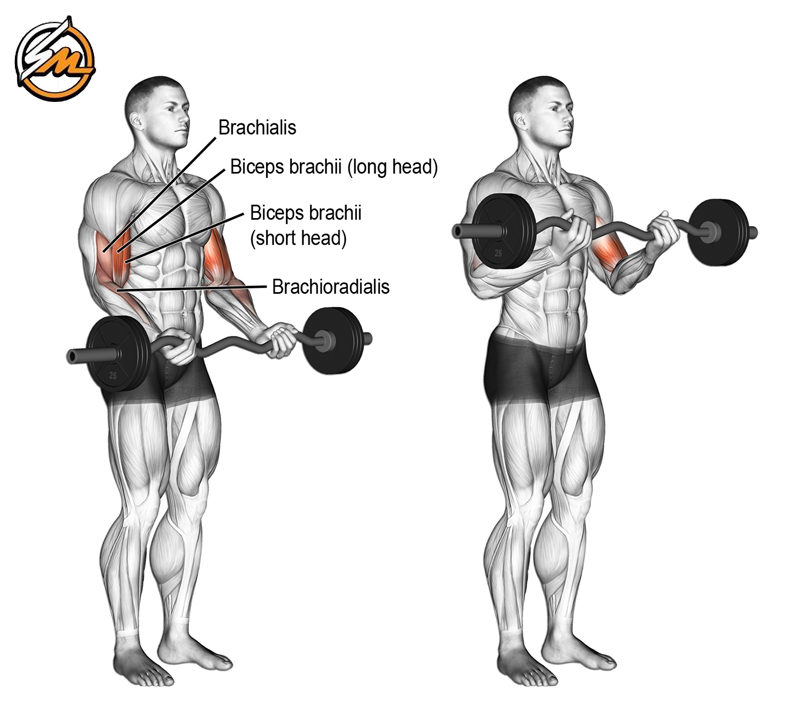 The 6 Best Arm Exercises for Definition & Strength