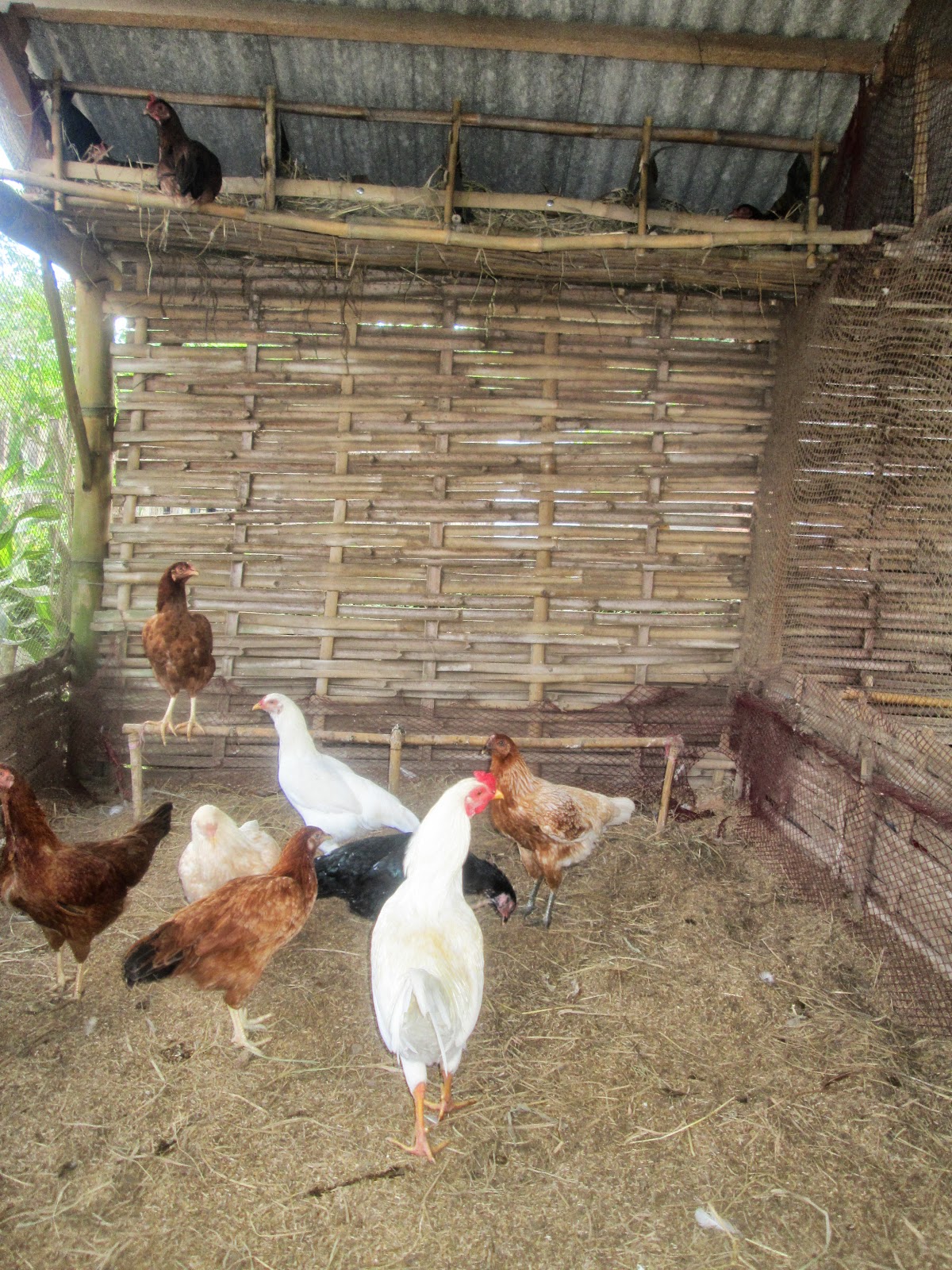 Itik Banyuwangi Memelihara ayam  kampung petelor itu mudah