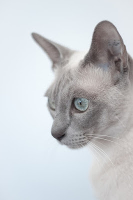 7. تونكينيزي Tonkinese