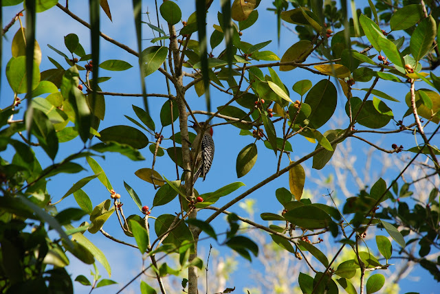 Fakahatchee Strand Preserve State Park