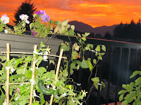 Gardening Blogs