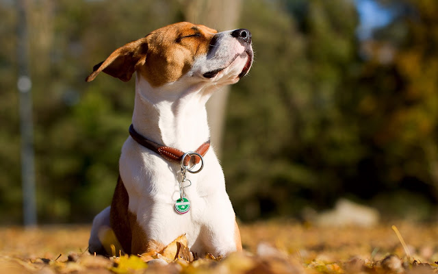 Imagenes de Perros Hermoso Perrito Tomando el Sol