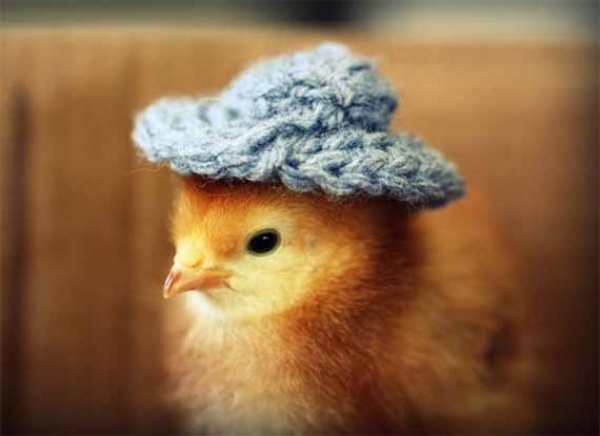 Image result for chicken hats