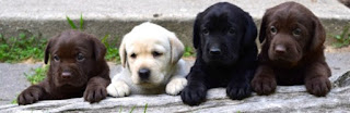 labrador retriever puppies