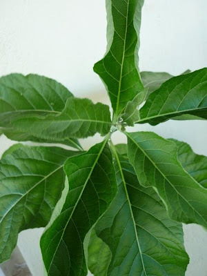SEMBUNG/ NGAI CAMPHOR –PLANT/BLUMEA BALSAMIFERA  Agrobio 