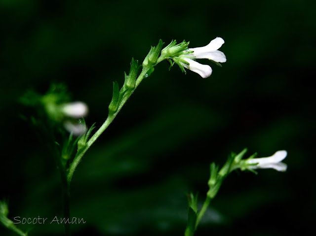 Ancistrocarya japonica