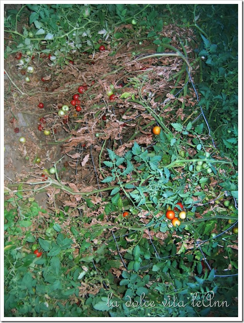 endofsummertomatoplantcopy