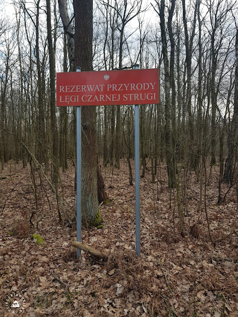 Podwarszawskie lasy