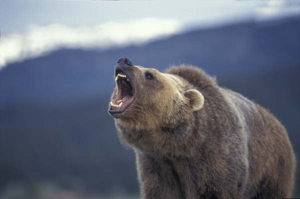 Grizzly Bear Roar