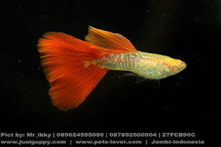 jual guppy import, jual guppy kaskus, jual guppy murah, jual guppy full red, jual guppy big ear, jual guppy jakarta, jual guppy betina, jual guppy jogja, jual guppy surabaya, jual guppy black moscow, jual guppy albino, jual guppy albino murah, jual aneka guppy, jual ikan guppy albino, jual guppy red albino, jual ikan guppy aneka, jual ikan guppy red albino, harga guppy albino, jual guppy blue grass, jual guppy blue sky, jual guppy berkualitas, jual guppy blue moscow, jual guppy bandung, jual guppy bekasi, jual guppy blue lace, jual guppy cobra, harga guppy cobra, jual ikan guppy cobra, jual ikan guppy cirebon, jual guppy di medan, jual guppy di jakarta, jual guppy dan ikan lainnya, jual guppy depok, jual guppy di jogja, harga guppy dragon, jual ikan guppy di jakarta, jual ikan guppy di bandung, jual ikan guppy depok, jual ikan guppy di batam, jual guppy endler, jual guppy full platinum, jual guppy fish, jual guppy full black, jual fancy guppy, harga guppy full red, harga guppy full black, jual ikan guppy full platinum, jual hikari fancy guppy, harga guppy fish, jual guppy grosir, jual ikan guppy blue grass, jual ikan guppy grosir, jual guppy hias, jual guppy hb pastel, jual guppy halfmoon, harga guppy hias, jual ikan guppy hias, harga jual guppy, harga hikari guppy, harga jual ikan guppy hias, harga jual guppy full red, jual guppy import 2015, jual guppy indukan, jual ikan guppy, jual ikan guppy jakarta, jual ikan guppy betina, jual ikan guppy murah, jual ikan guppy bandung, jual ikan guppy surabaya, jual guppy jambi, jual guppy jakarta timur, jual ikan guppy jawa timur, jual ikan guppy jember, jual ikan guppy di jambi, jual guppy, jual guppy kontes, jual ikan guppy kontes, jual ikan guppy kaskus, jual guppy lokal, jual guppy red lace, jual ikan guppy lampung, jual guppy medan, jual guppy mata merah, jual guppy micariff, jual guppy malang, jual ikan guppy medan, jual ikan guppy makassar, jual guppy neon, harga guppy neon, jual guppy online, jual ikan guppy online, jual guppy partai, jual guppy palembang, jual guppy platinum, jual guppy panda, jual guppy pekanbaru, jual guppy pontianak, jual pakan guppy, harga guppy platinum, jual ikan guppy pontianak, jual guppy red, jual guppy ribbon, harga guppy ribbon, harga guppy red, jual ikan guppy ribbon, jual ikan guppy super red, jual guppy super red, jual guppy swallow, jual guppy sky blue, jual ikan guppy solo, jual ikan guppy sidoarjo, jual ikan guppy strain murni, jual guppy strain, jual guppy tangerang, jual guppy tuxedo, jual tetra guppy, harga guppy tuxedo, jual ikan guppy tangerang, jual ikan guppy termahal, harga tetra guppy, jual pakan tetra guppy, harga guppy termahal, jual guppy yogyakarta, jual ikan guppy yogyakarta, jual guppy 2013, jual guppy 2012, jual ikan guppy 2013, jual ikan guppy 2014, harga guppy 2013, jual ikan guppy 2012, jual guppy import 2013, harga guppy 2010,