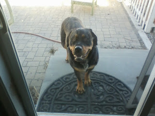 Rottweiler waiting at sliding glass door