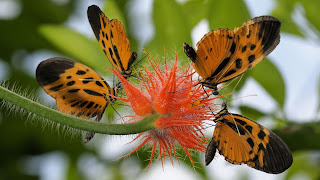 tiernas mariposas el paisaje