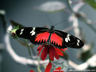 Butterfly Desktop Wallpaper HD