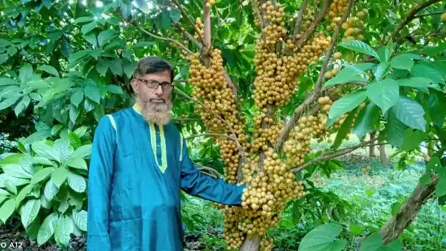 কেমিক্যাল বালাইনাশক ছাড়াই ফল উৎপাদনের স্বপ্ন শিক্ষক শামসুল আলমের