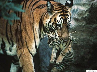 Hd Wallpapers Of Tigers. Tiger wallpaper